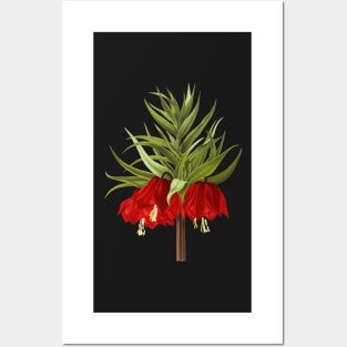 Crown Imperial - Fritillaria imperialis Rubra - botanical illustration Posters and Art